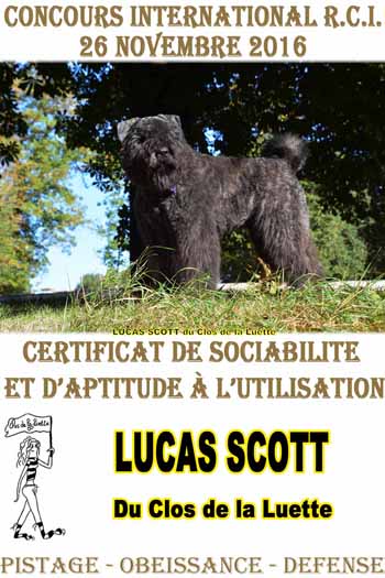 LUCAS SCOTT du Clos de la Luette © Elevage spécialisé pour le bouvier des Flandres